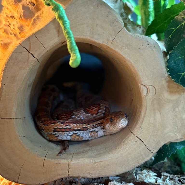corn snake