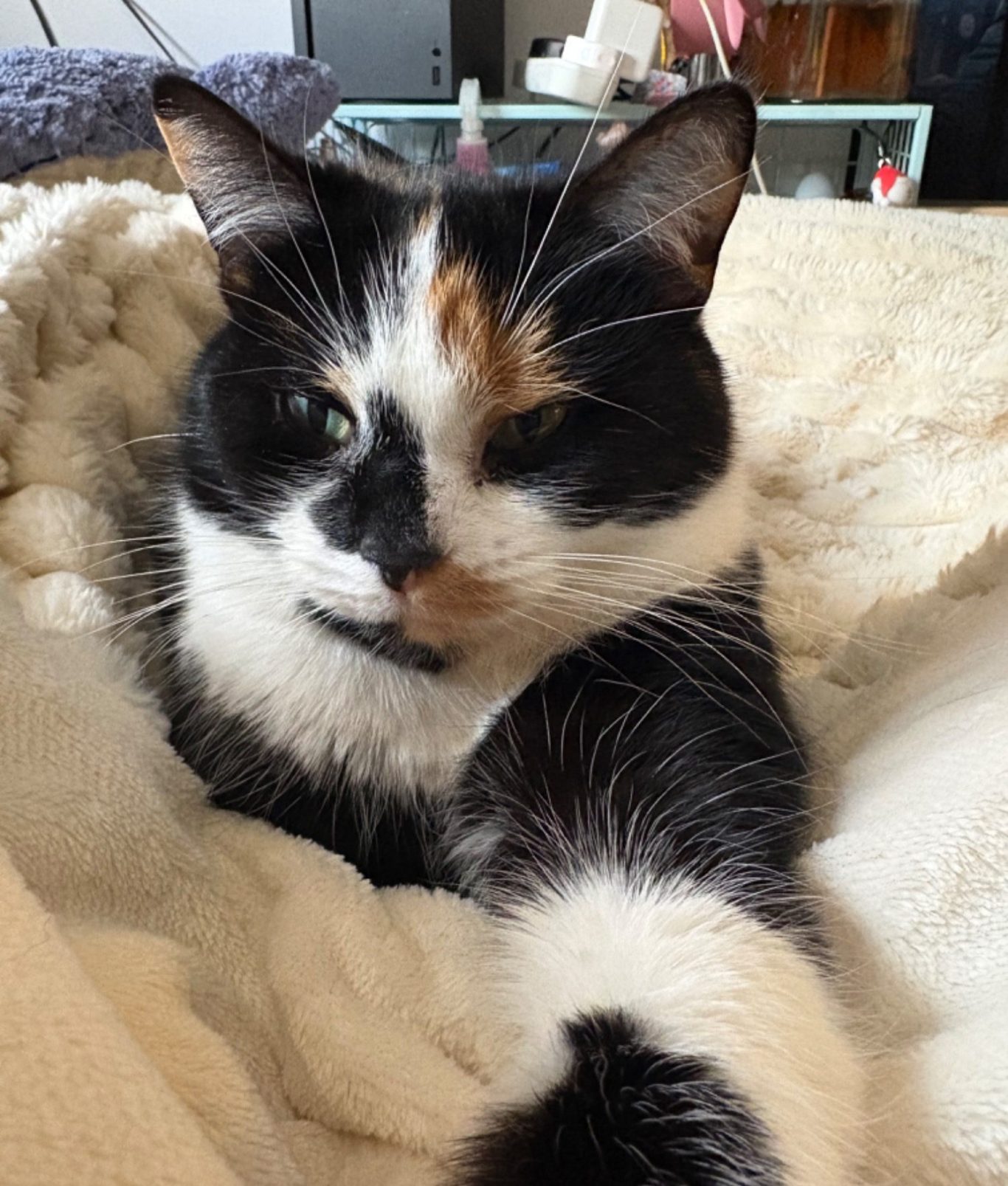 calico cat